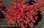 Euonymus alatus 'Nanus'