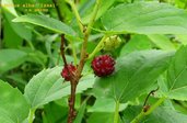 Morus alba 'Nana Issai'