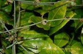 Muehlenbeckia ephedroides