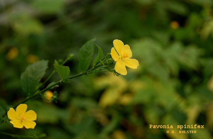 Pavonia