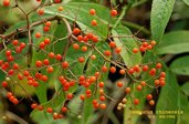 Sambucus chinensis
