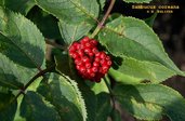 Sambucus coreana
