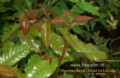 Huodendron