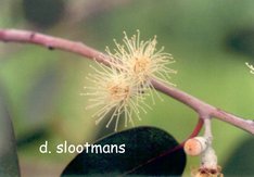 Eucalyptus gunnii