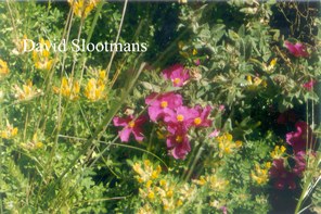 Cistus pulverulentus 'Sunset'