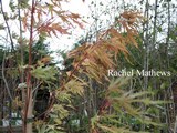 Acer saccharinum 'Born's Gracious'