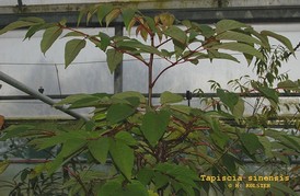Tapiscia
