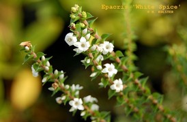 Epacris