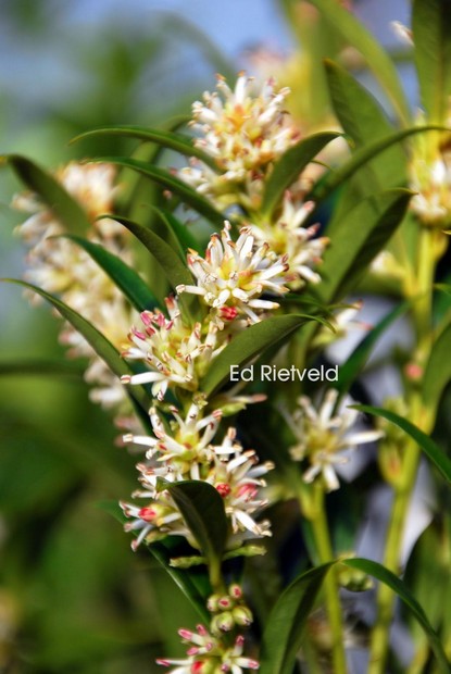 Dalbergia
