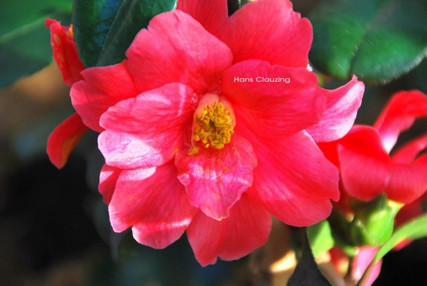 Camellia japonica 'Cleopatra'