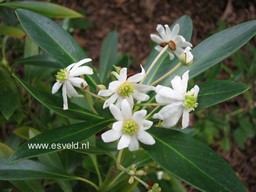 Drimys winteri Drimys winteri