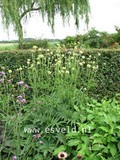 Cephalaria alpina