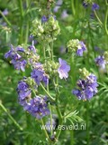 Polemonium caeruleum