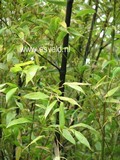 Phyllostachys nigra