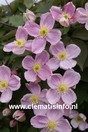 Clematis 'Sanssouci'