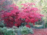 Acer palmatum 'O Sakazuki'
