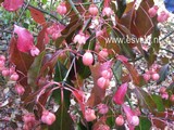 Euonymus grandiflorus 'Red Wine'