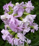Saponaria officinalis 'Rosea Plena'