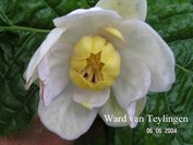 Sinocalycanthus chinensis
