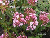 Kalmia latifolia Kalmia latifolia