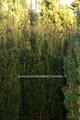 Taxus baccata 'Great Column'