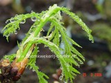 Quercus robur 'Pectinata'