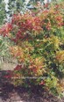 Quercus palustris 'Swamp Pygmy'