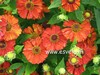 Helenium 'Indianersommer'