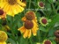 Helenium 'Wyndley'