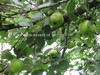 Malus domestica 'Bramley's Seedling'