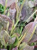 Plantago major 'Purpurea'