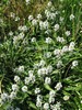 Stachys officinalis 'Alba'