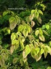 Cornus alternifolia 'Goldfinch'