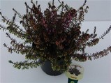 Erica carnea 'Loughrigg'