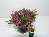 Calluna vulgaris 'Roma'