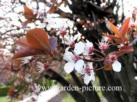 Prunus cerasifera 'Pissardii'