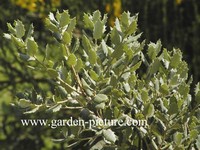 Quercus coccifera