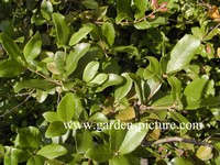 Quercus phillyreoides