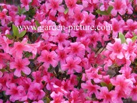 Azalea 'Kermesina'