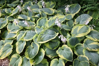 Hosta sieboldiana 'Frances Williams'