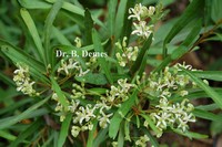 Lomatia myricoides