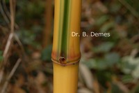Phyllostachys bambusoides 'Castillonis'