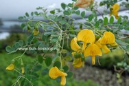 Colutea arborescens