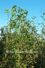 Salix matsudana 'Tortuosa'