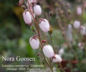 Daboecia cantabrica 'Cinderella' Daboecia cantabrica 'Cinderella'