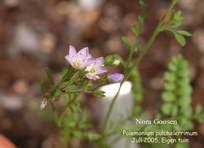 Polemonium pulcherrimum