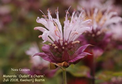Monarda 'Ou' Charm'