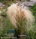 Stipa pennata