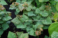 Cercis canadensis 'Litwo' (LITTLE WOODY)