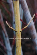 Acer rufinerve 'Wintergold'